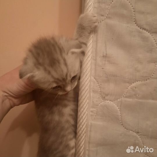 Продам котят