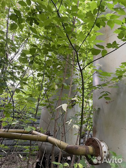 Воздухосборник