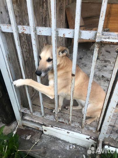 Лабрадор помесь