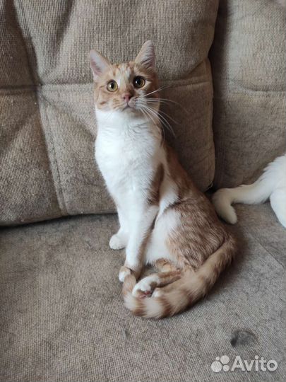 Кошка в дар