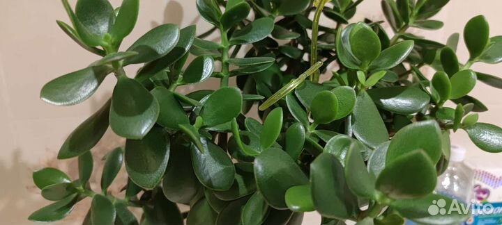 Денежное дерево толстянка