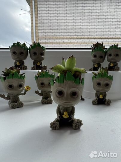 Кашпо грут с суккулентом