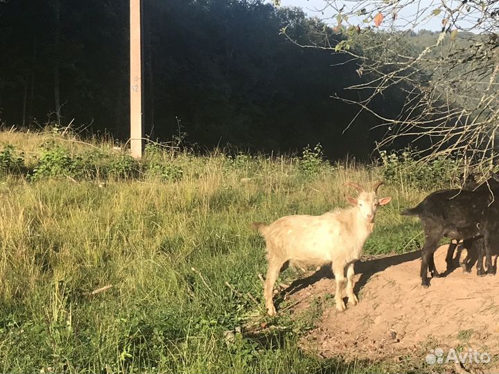 Козлик на племя