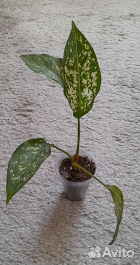 Антуриумы,Аглаонемы,Сингониум Клубничный лёд и др