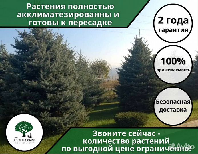 Туя Западная 186 см и Ель Голубая Оптом Гарантия