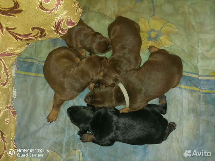 Продаются девочки добермана