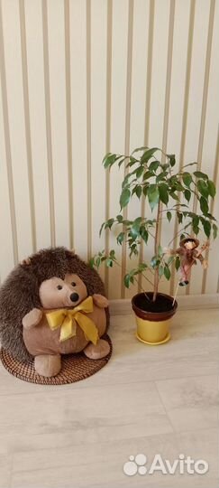 Фикус Бенджамина