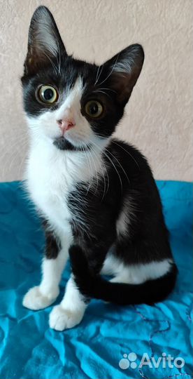 Котенок ищет дом