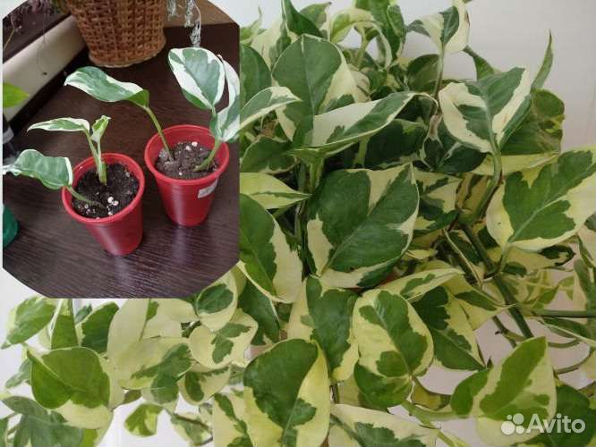 Гибискус Купера,Сциндапсусы, кофеАрабика,Каллизия