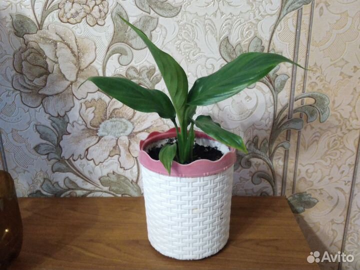 Спатифиллум