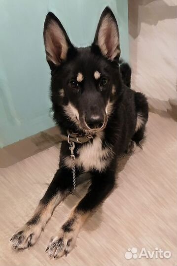 Щенок ищет дом