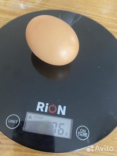 Инкубационное яйцо