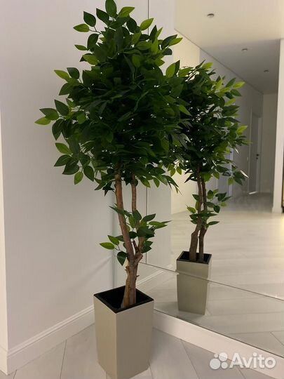 Декоративное дерево фикус Бенджамина