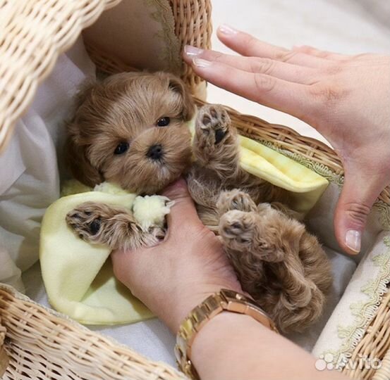 Мальтипу f1 мальчик и девочка