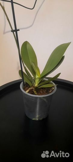 Орхидея бабочка