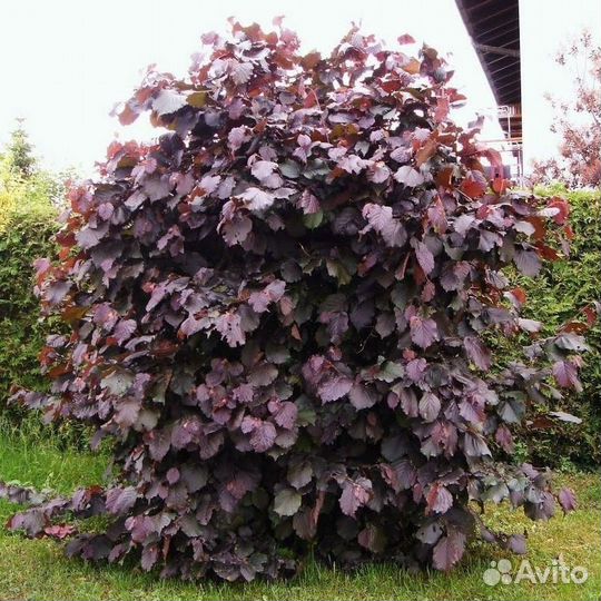 Лещина Краснолистная