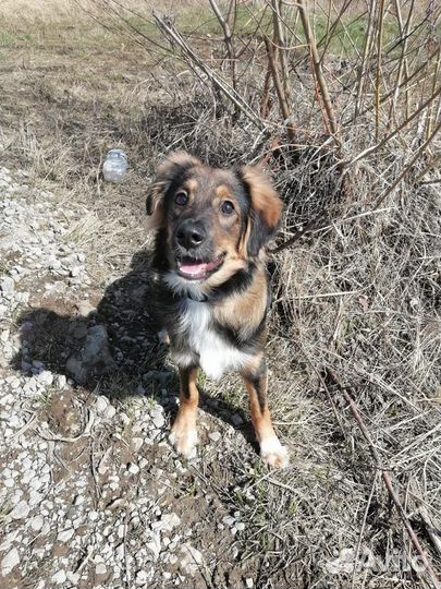 Щенок в добрые руки