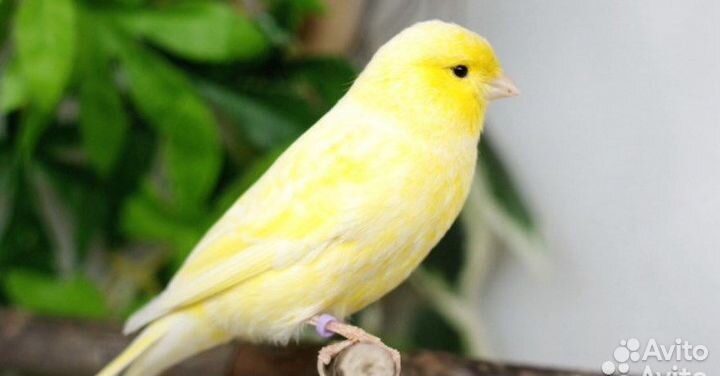 Русская канарейка,овсяночный напев