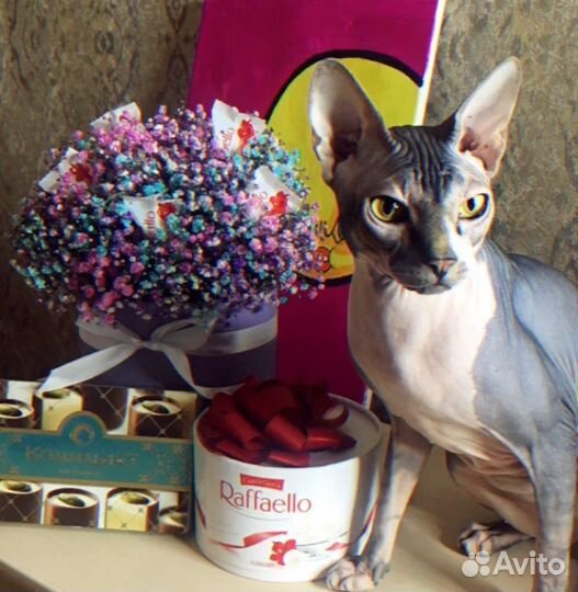 Отдам кота в добрые руки