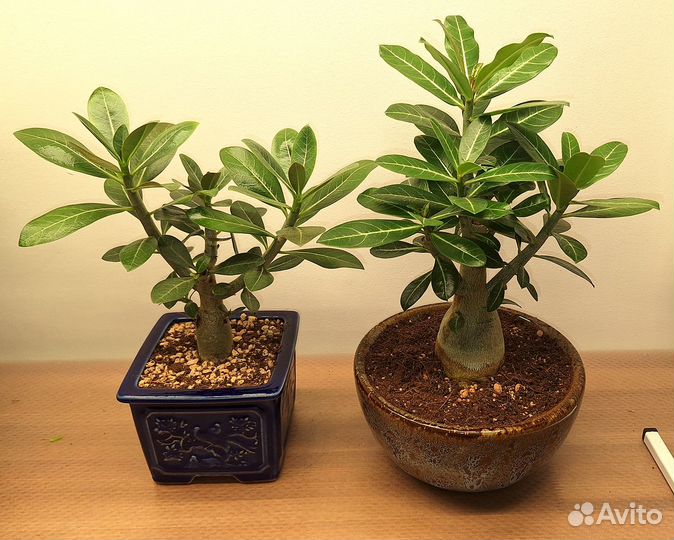 Адениумы в одни руки