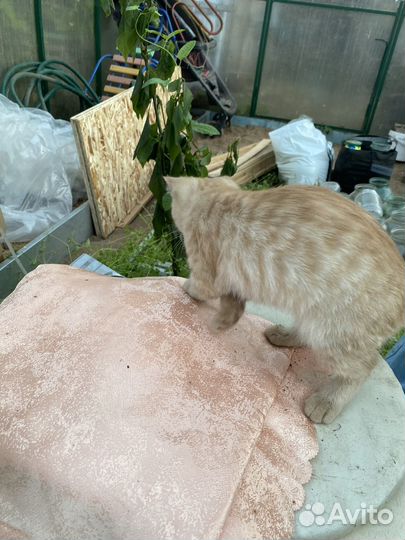 Котенок-подросток