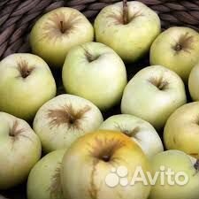 Сушеные яблоки