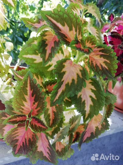 Колеусы для дома и сада