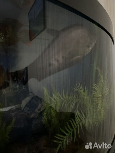 Индийский Нож (Chitala Ornata) аквариумная Рыбка