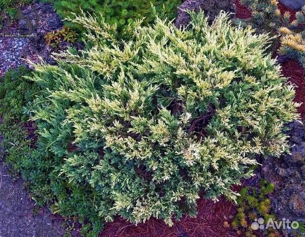 Можжевельник (сортовые саженцы)