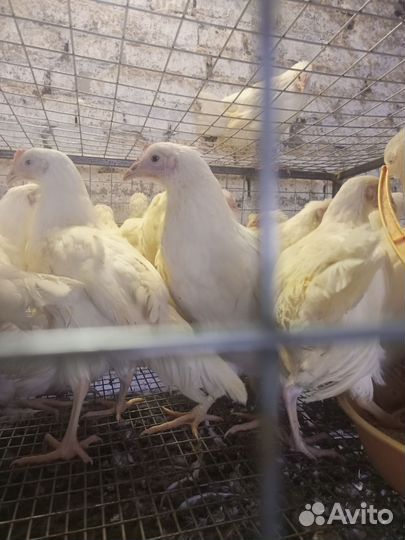 Курочки Ломан уайт лсл классик