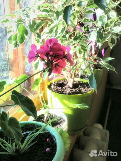 Черенки герани/пеларгонии