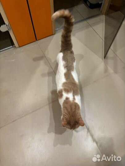 Кот Мурзик очень ласковый