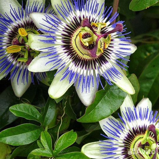 Пассифлора