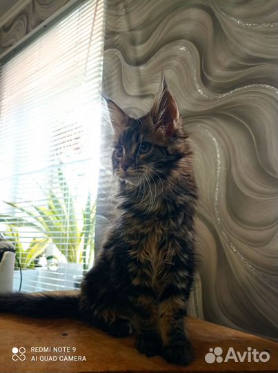 Девочка красавица