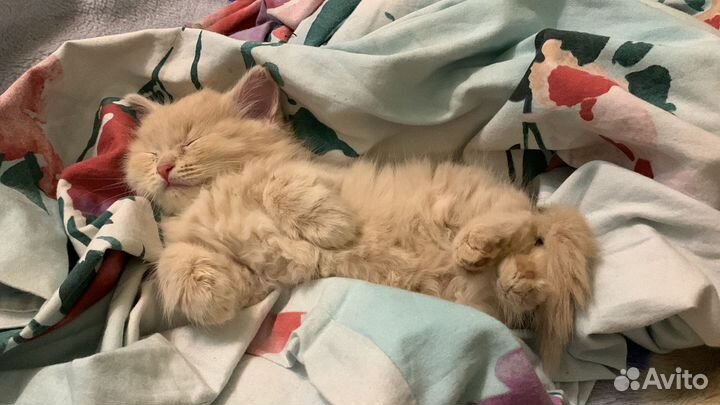 Котенок