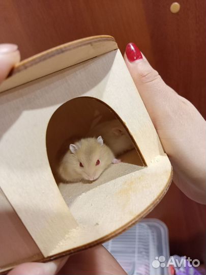 Хомяк джунгарский
