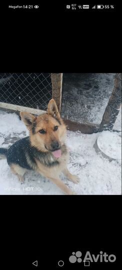 Восточноевропейская овчарка