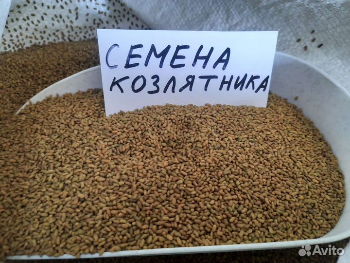 Семена козлятника