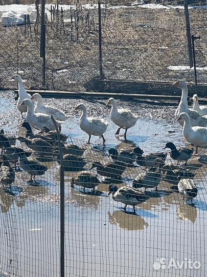 Подсадные утки кряквы