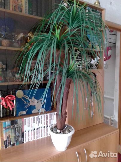 Пальма105см(сосна60см)