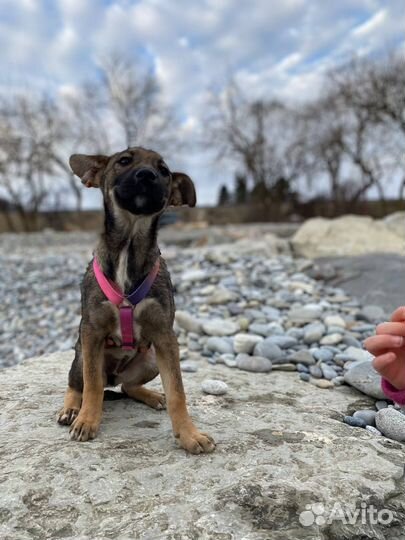 Щенок в добрые руки