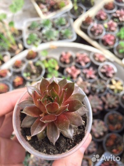 Каменные розы