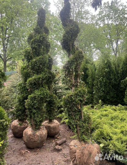 Пихта Корейская с гарантией приживаемости