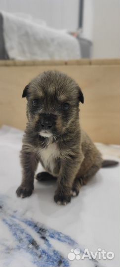 Малыши щенки