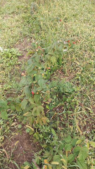 Участок 2,2 га (СНТ, ДНП)