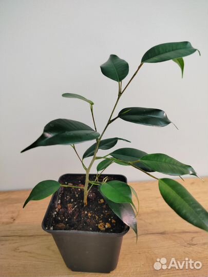 Фикусы бенджамина и эластик черенки