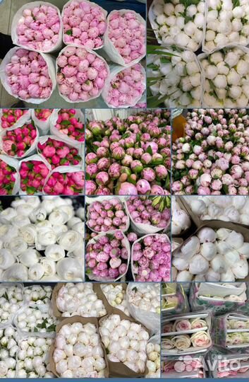 Букет цветов пионы 15/25/51 Пионы доставка 24/7