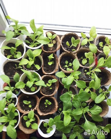 Рассада петуний нана компакт на доращивание