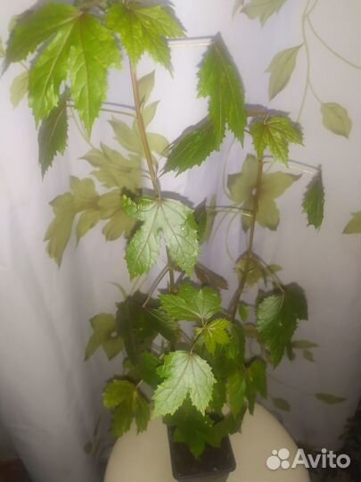 Сингониум Pixie