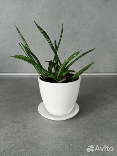 Сансевиерия цилиндрика